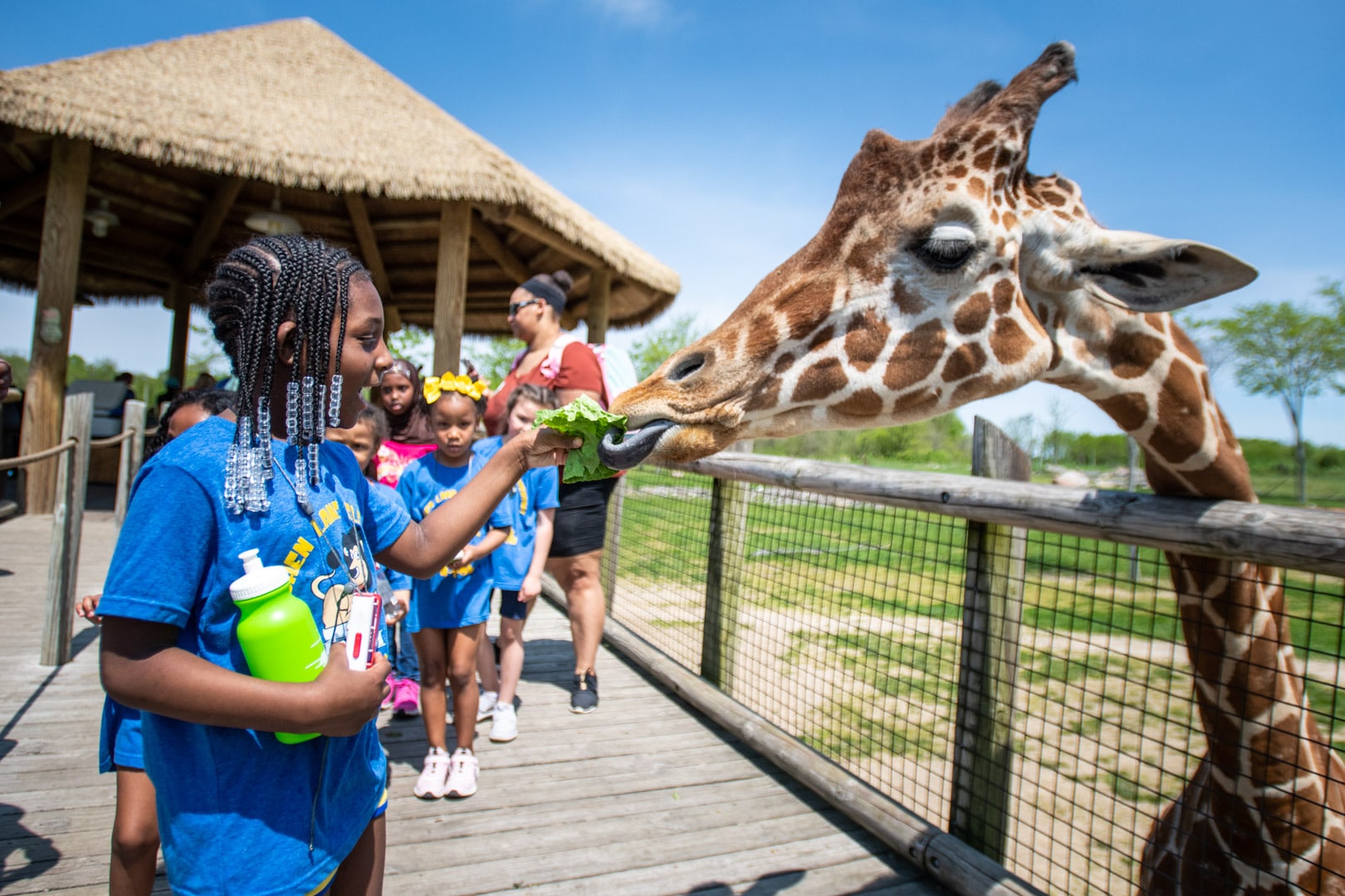 feeding giraffes at Columbus Zoo