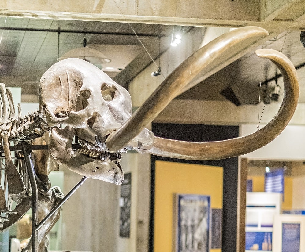 prehistoric bones at Ohio History Connection in COlumbus
