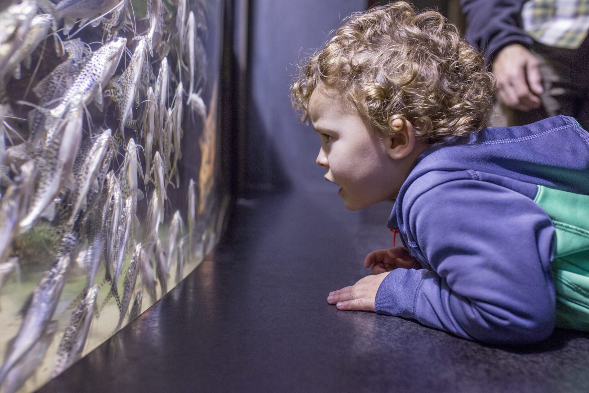 child exploring Shedd Aquarium in Chicago