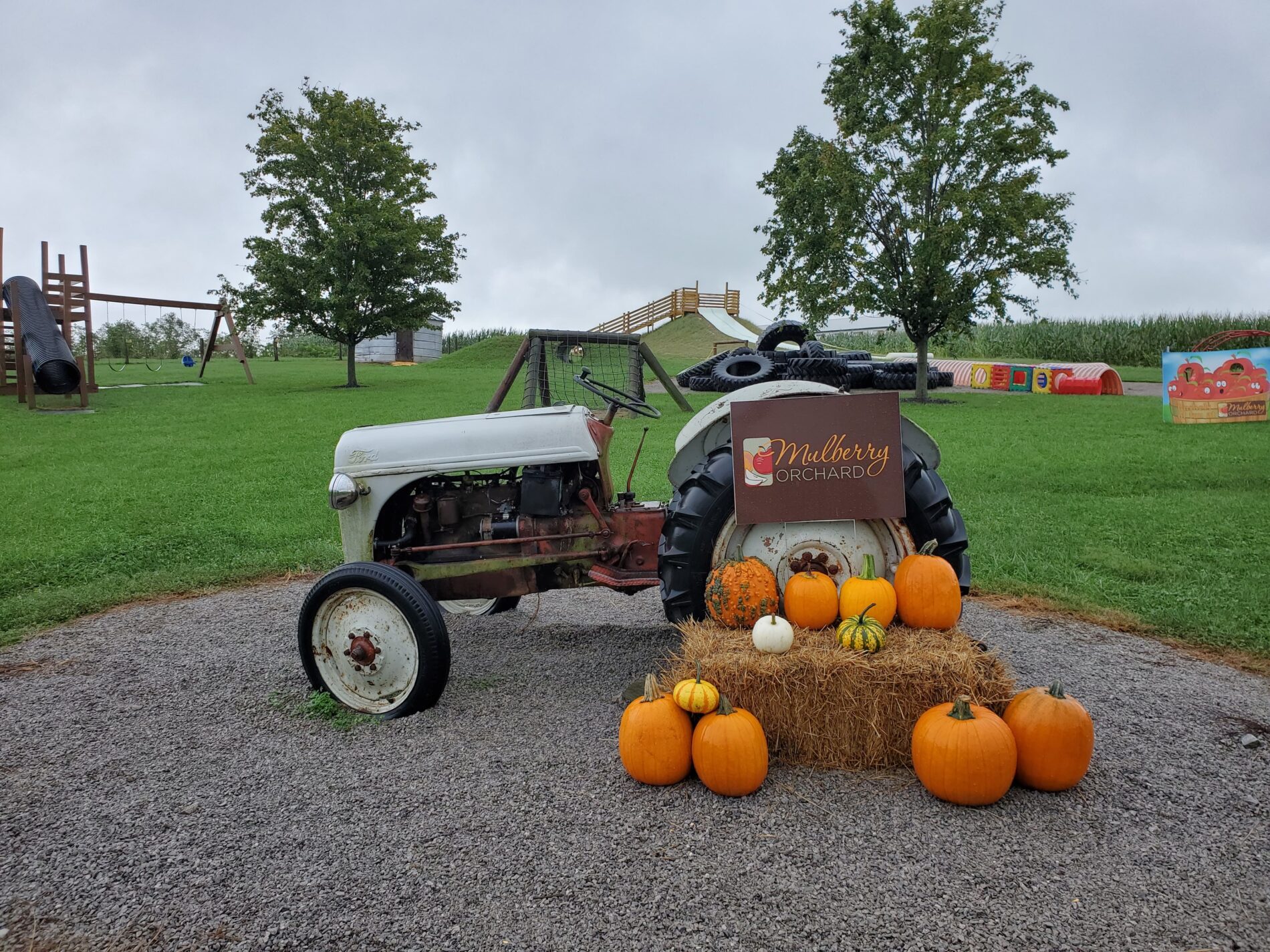 old tractor and pumpkins at Mulberry Orchard in Kentucky