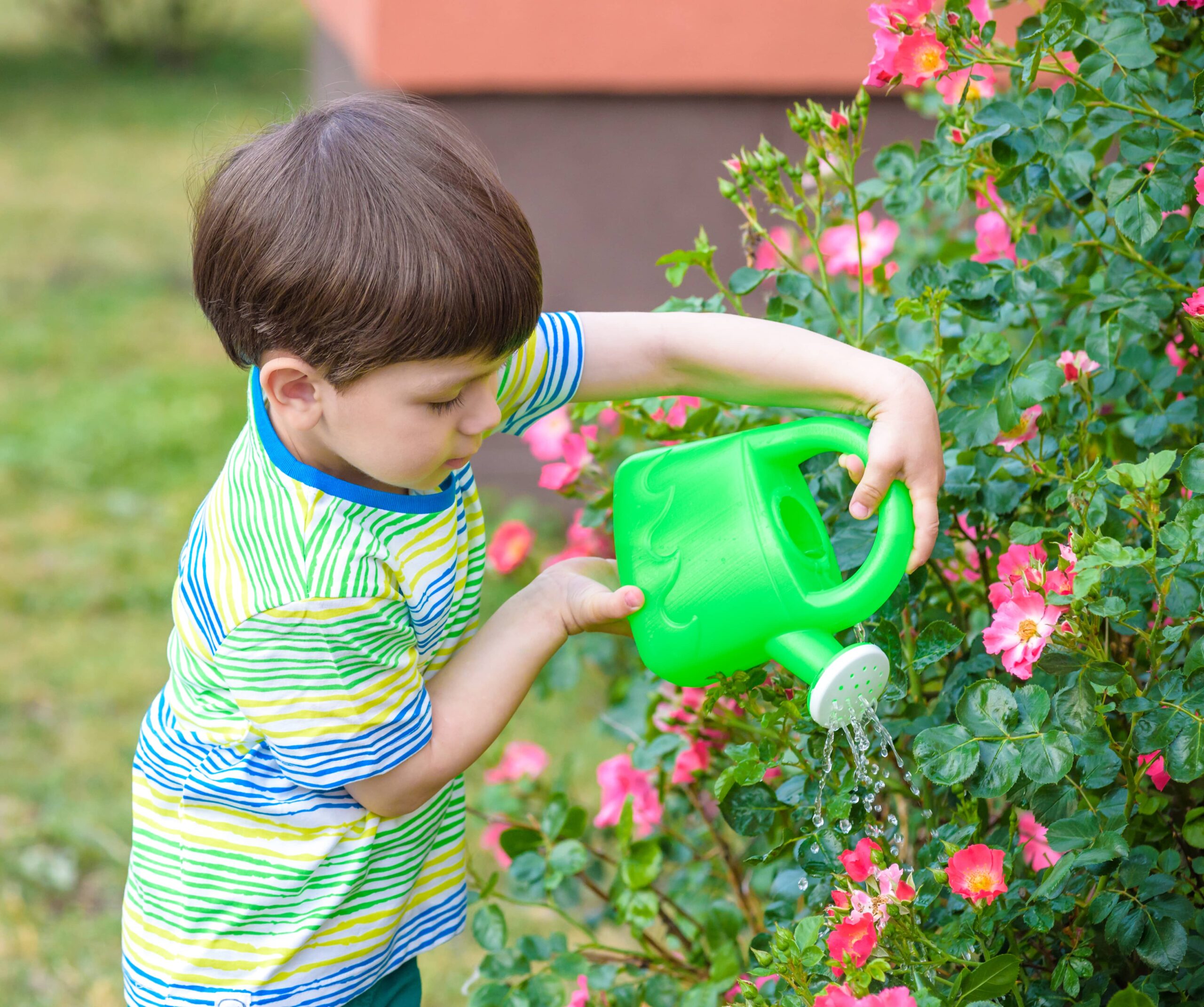 preschool boy watering flower bush outside