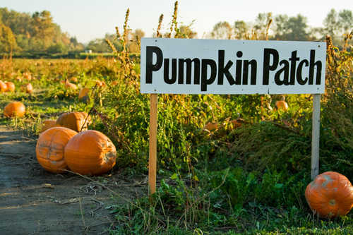 A shot of pumpkin patch sign on a pumpkins farm