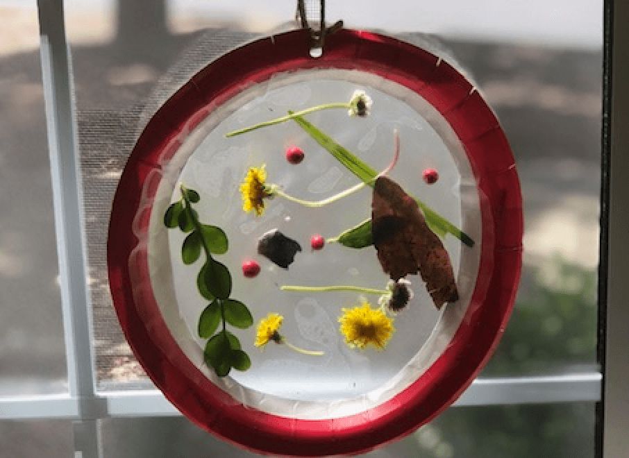 suncatcher from nature hanging in window