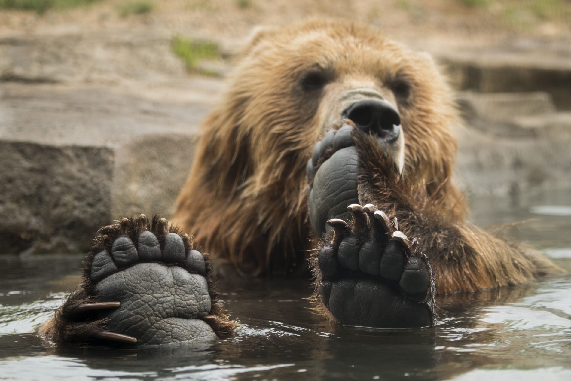 minnesota-zoo