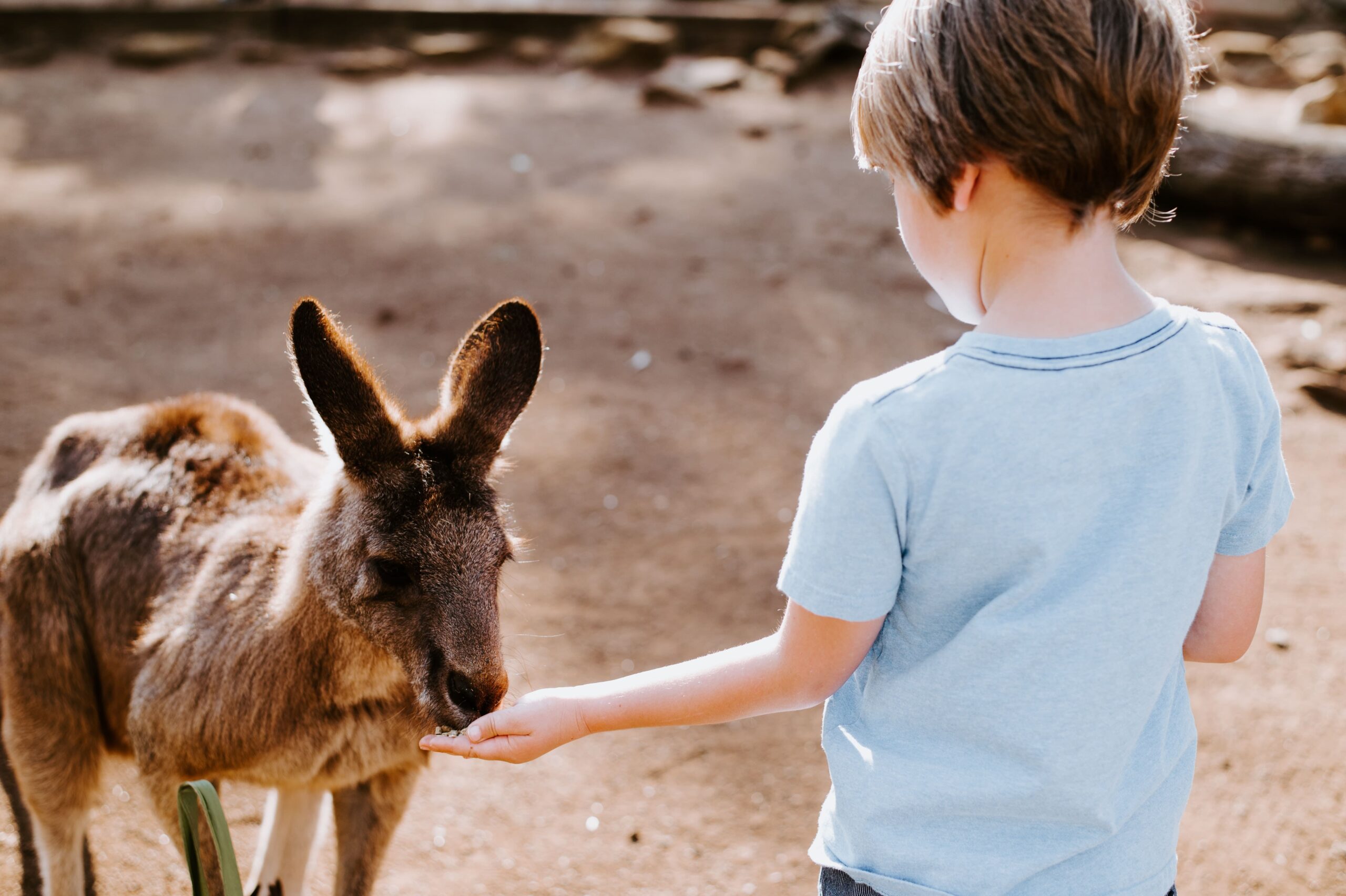 boy with kangaroo