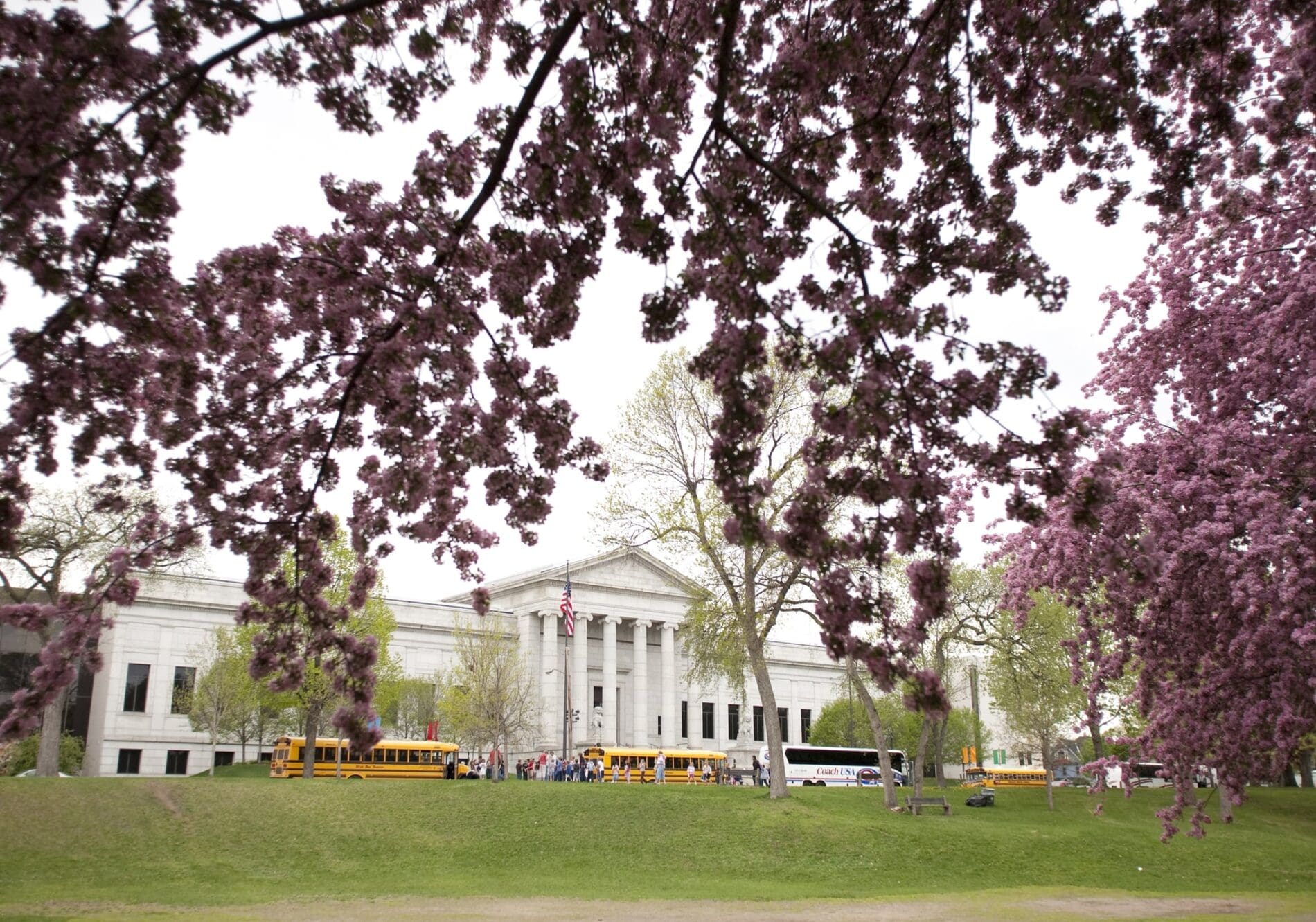 purple trees in front of white building at Minneapolis Institute of Arts