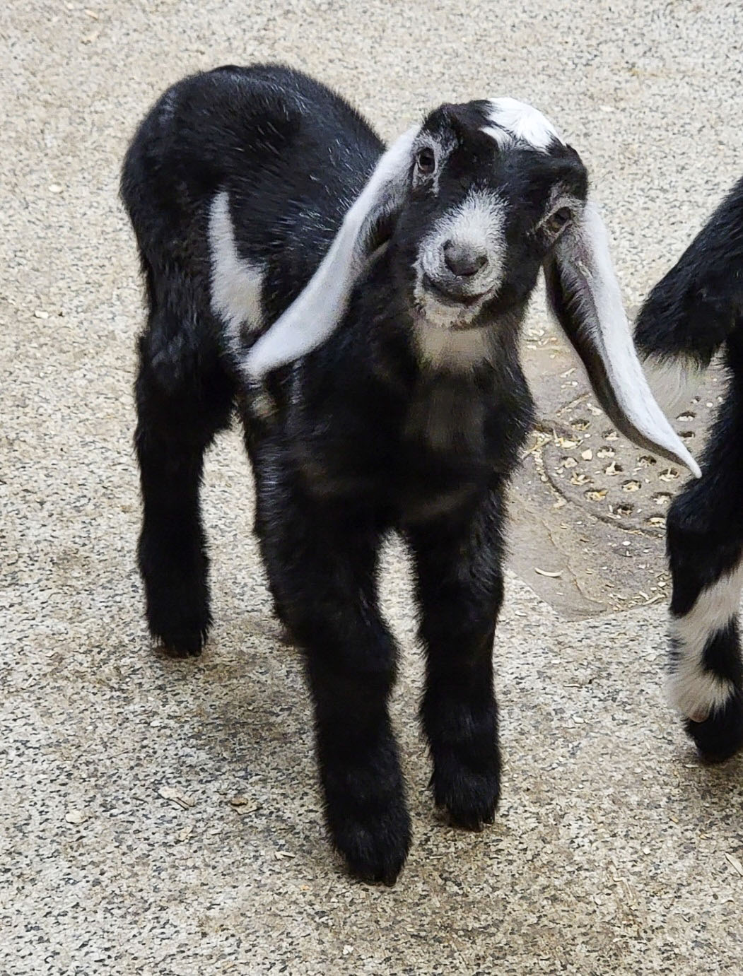 Photo by Lambs Farm