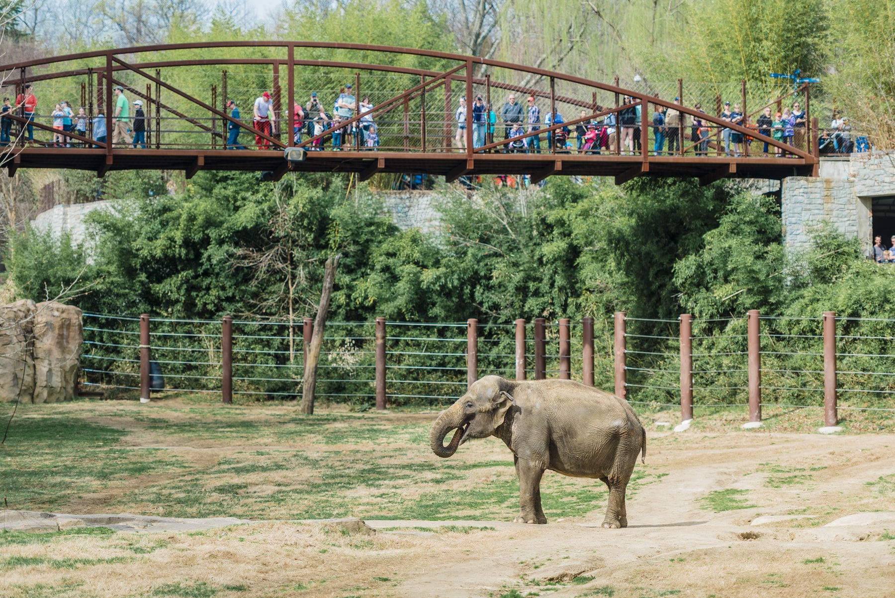 visitors at elephant enclosure at Smithsonians National Zoo and Conservation Biology Institute