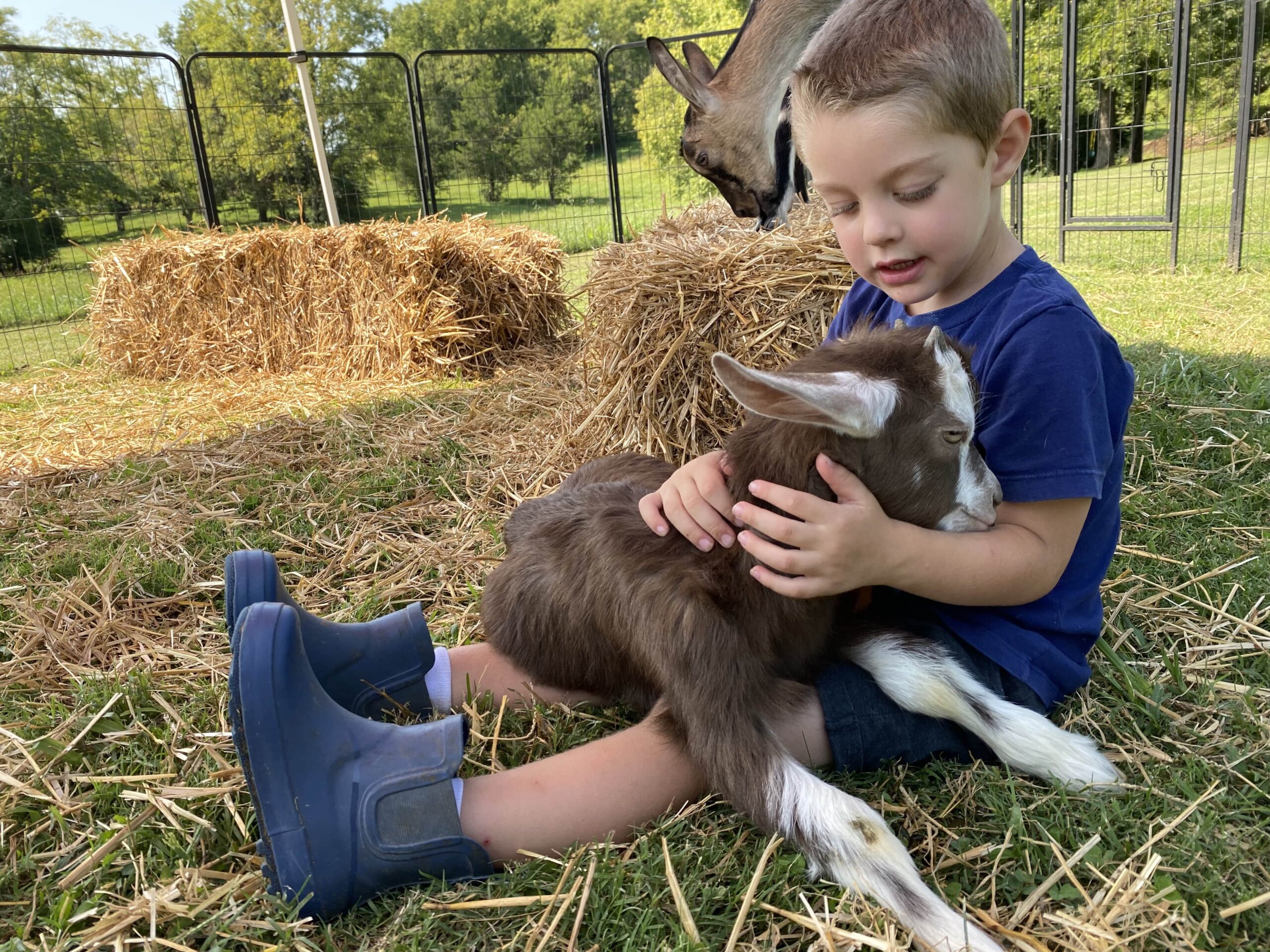 photo of child and goat at noble springs dairy farm