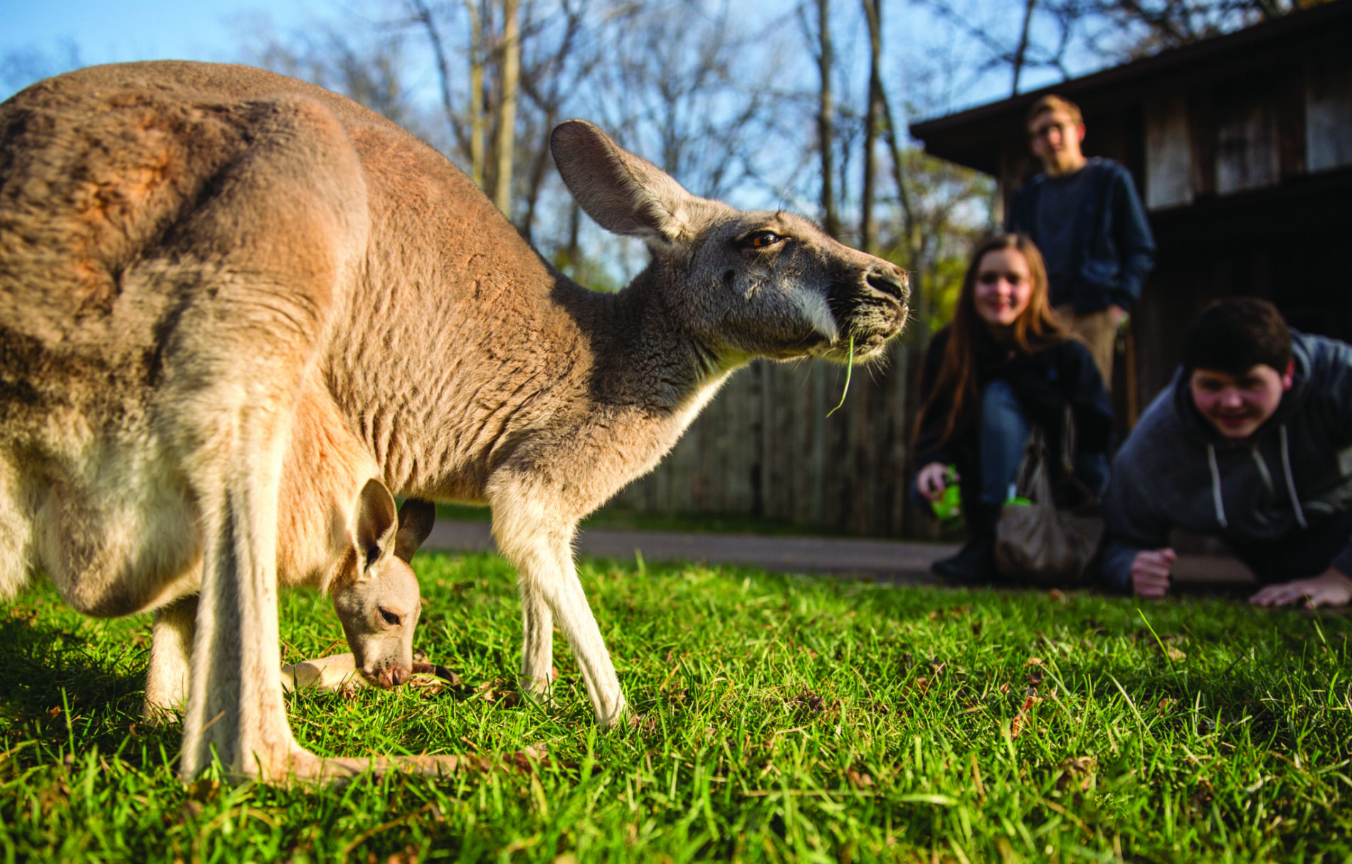 kangaroo at Nashville Zoo