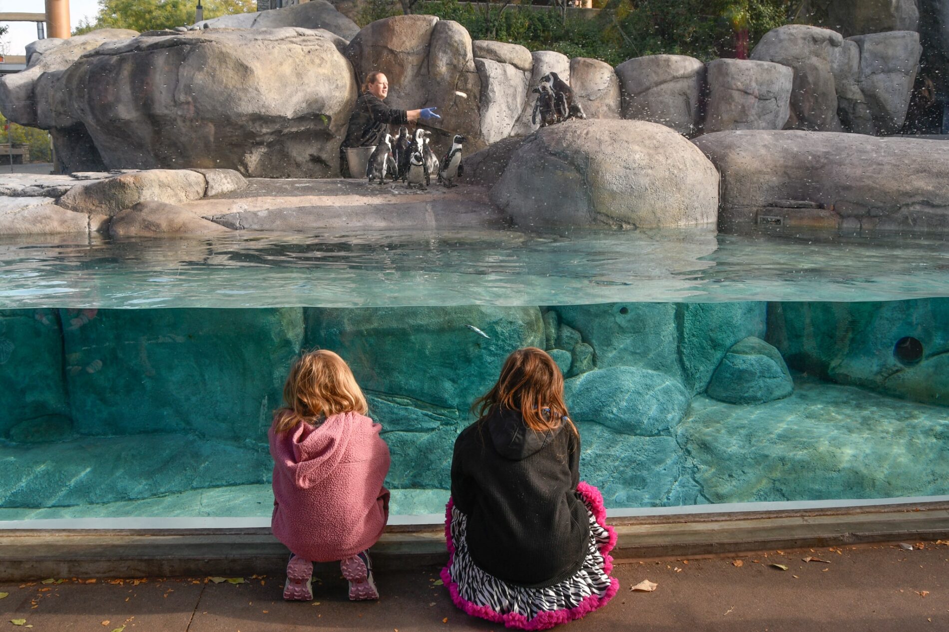 children looking at animals in the Denver Zoo
