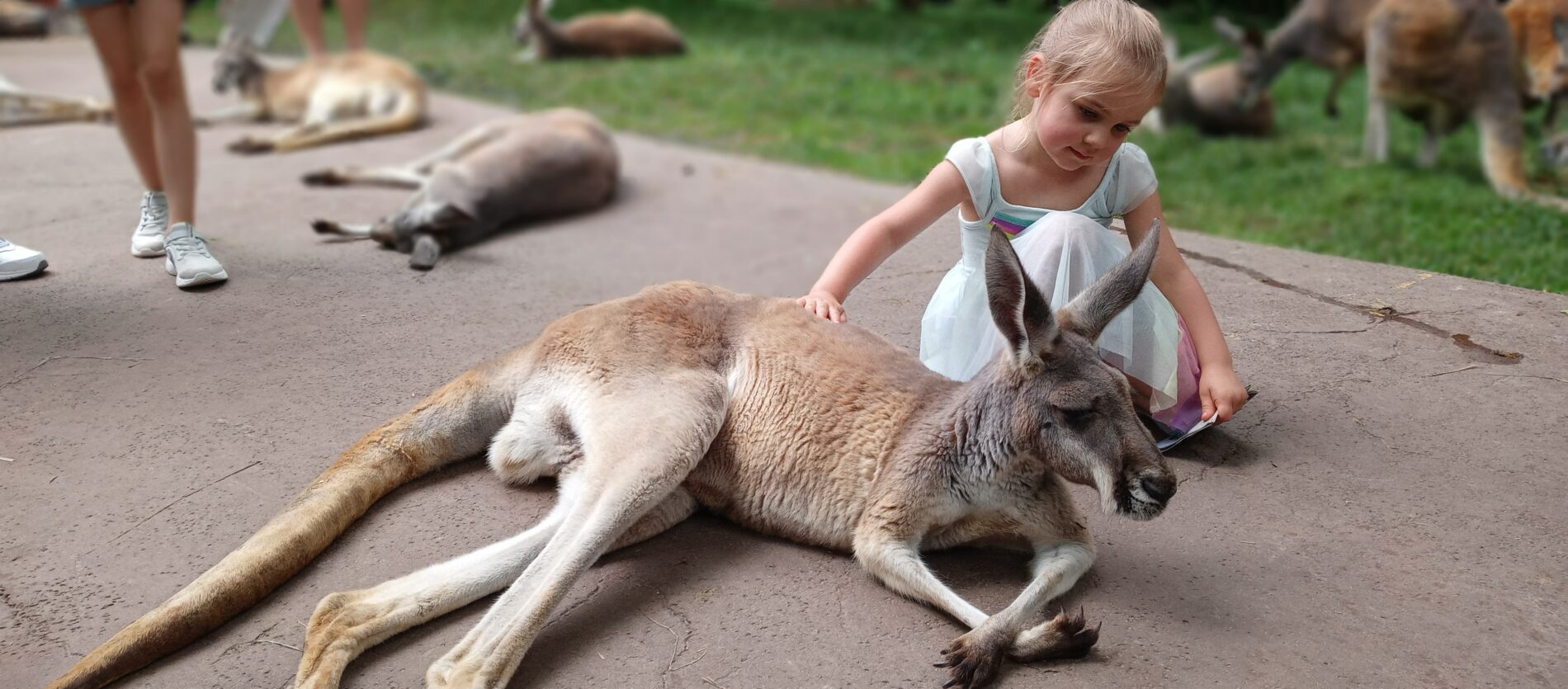 little girl petting a kangaroo at Nashville Zoo