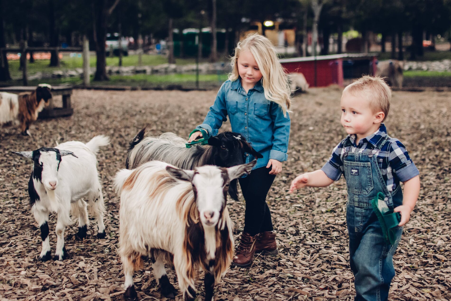 two children petting goats at Lucky Ladd Farms