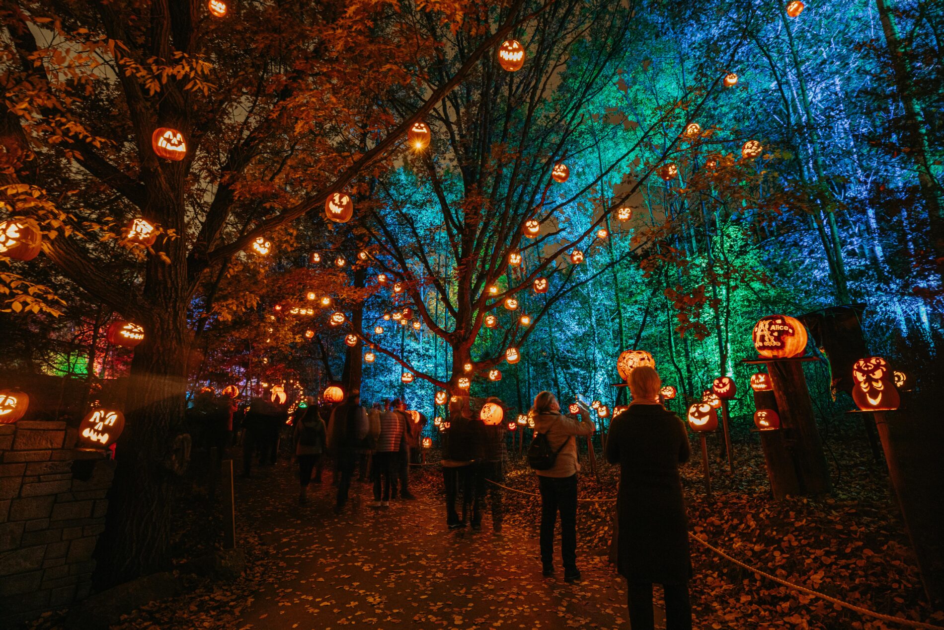 pumpkin lanterns hanging from trees at Minnesota Zoo