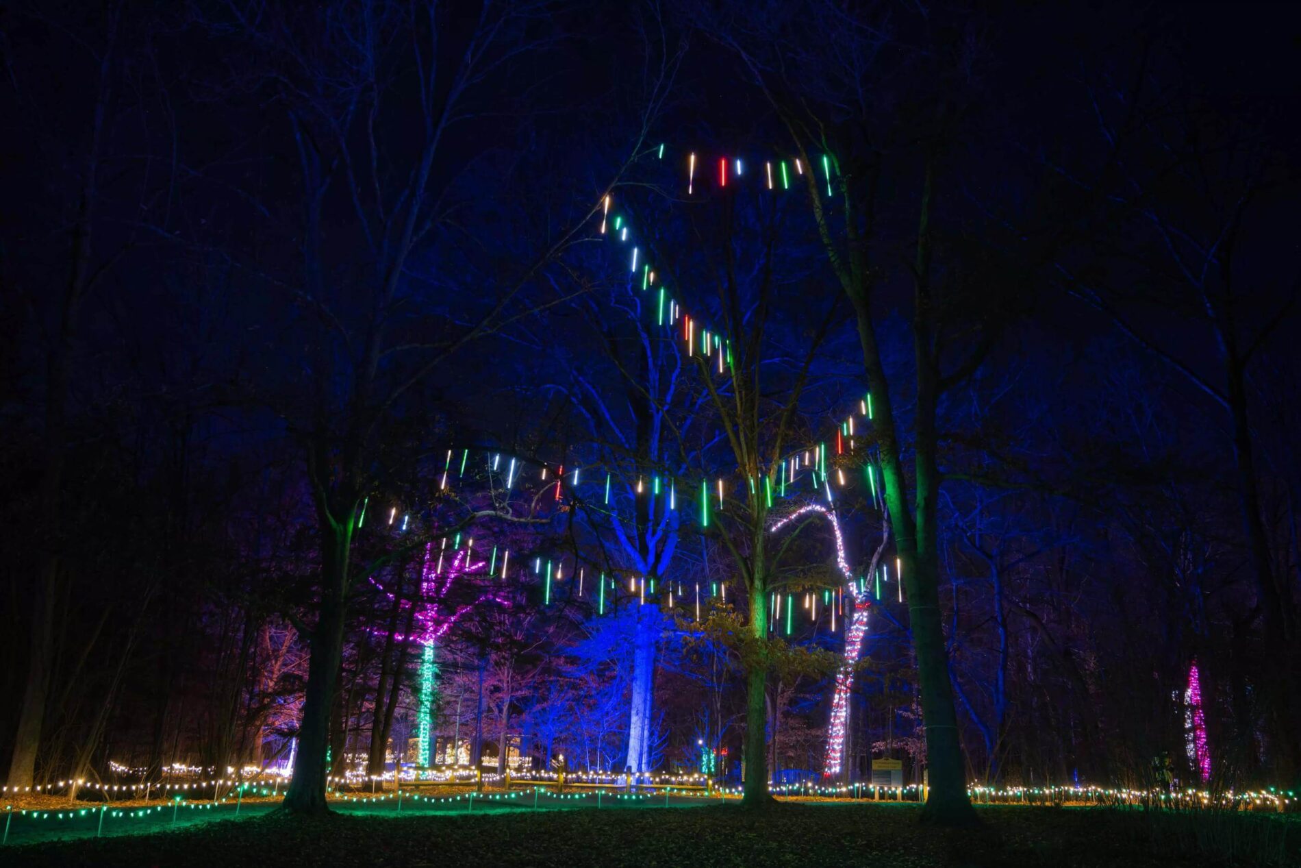 colorful lights hanging from trees at Light in the Forest in Cincinnati