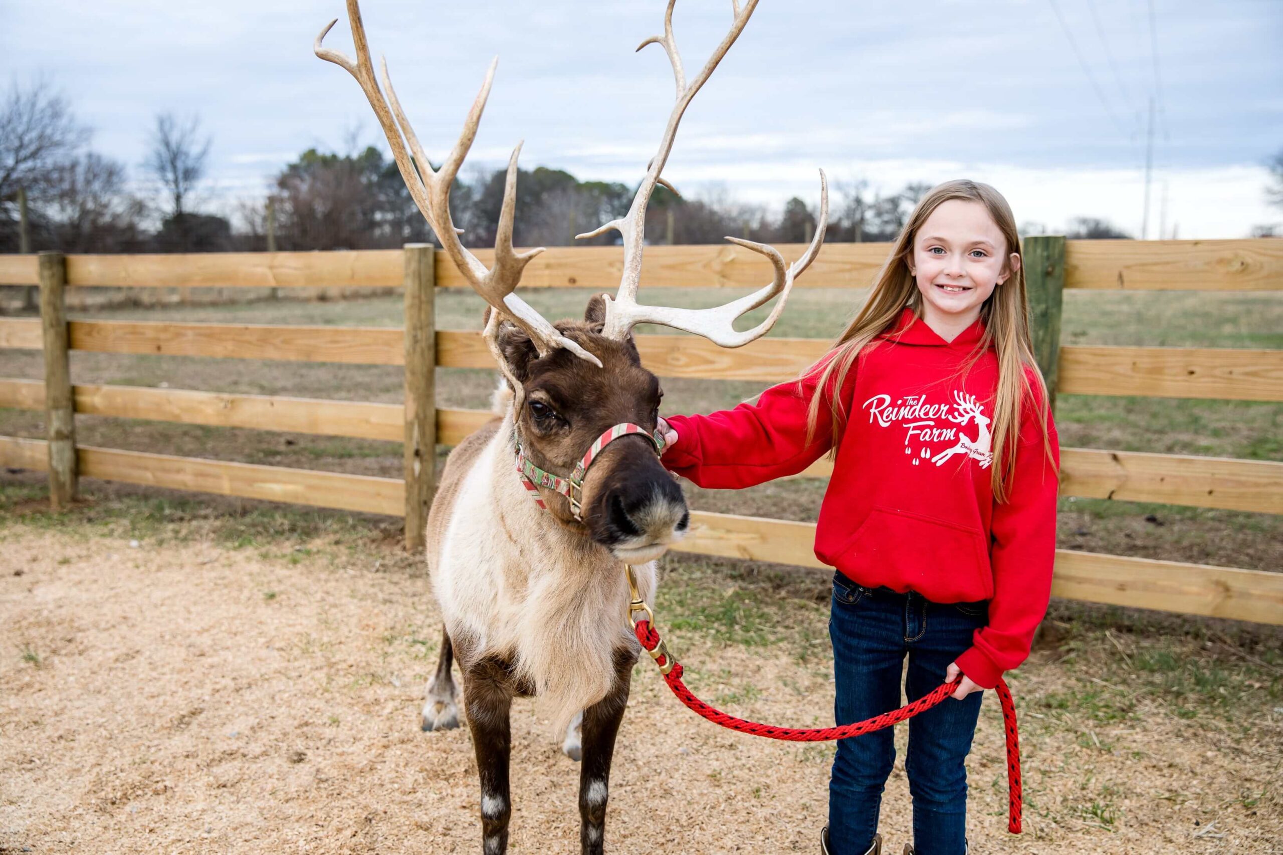 girl petting a reindeer at The Reindeer Farm