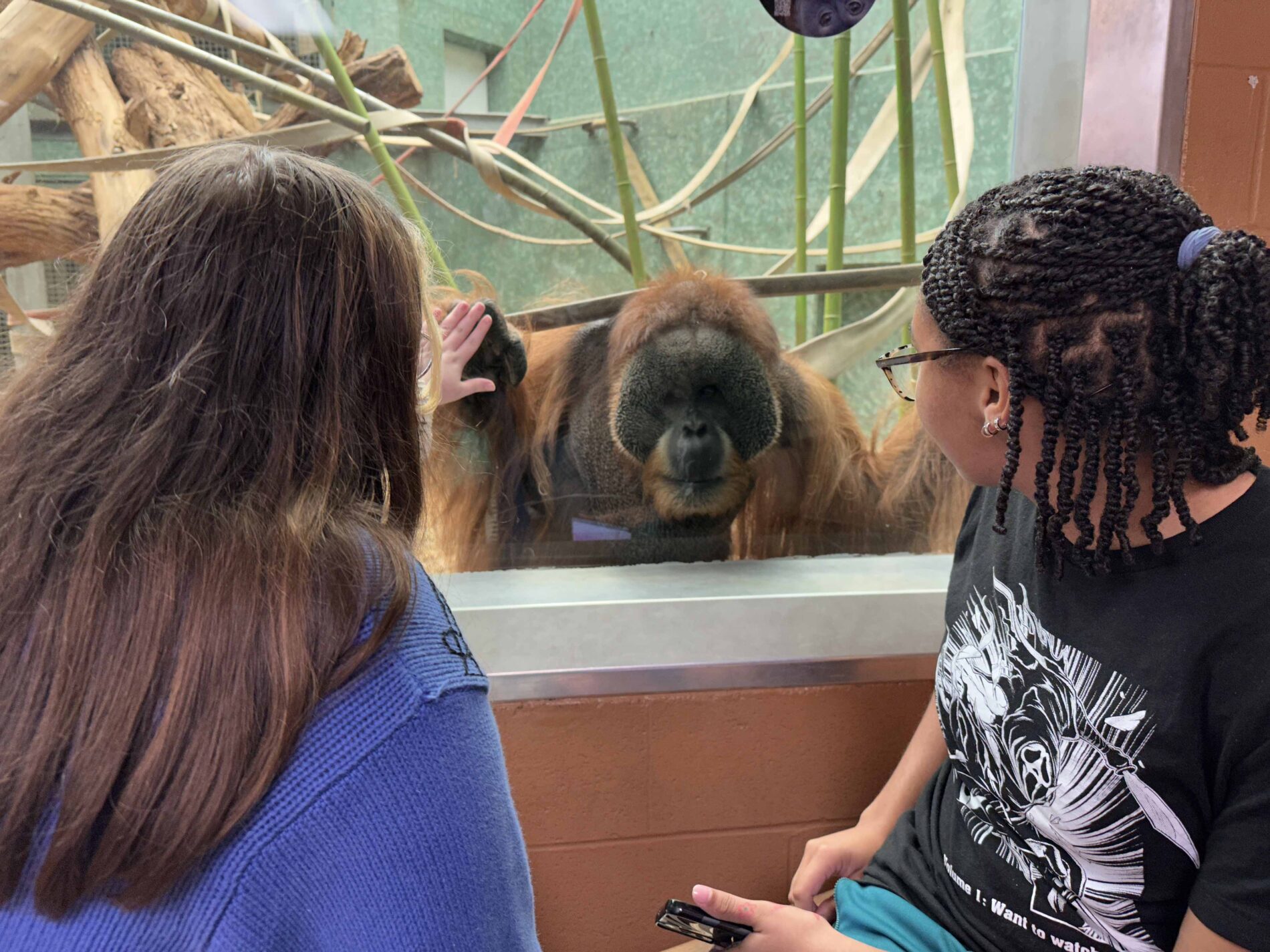 children looking at orangutan at Louisville Zoo