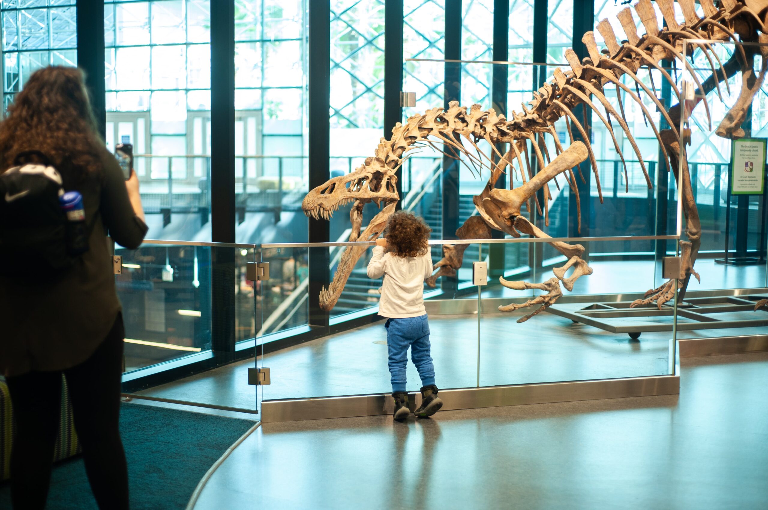 small child looking at dinosaur skeleton at children's museum