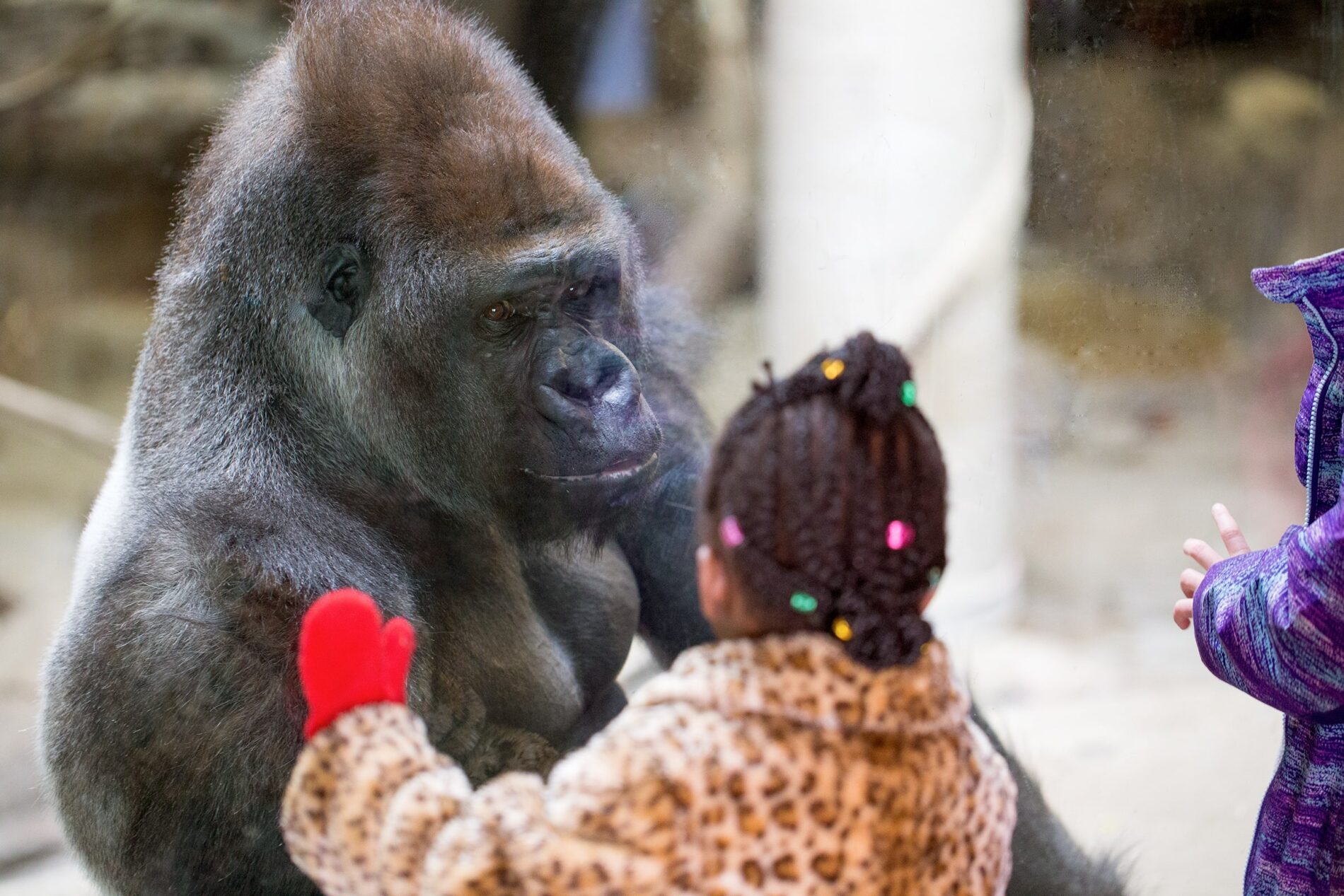child looking at gorilla at Como Park Zoo and Conservatory