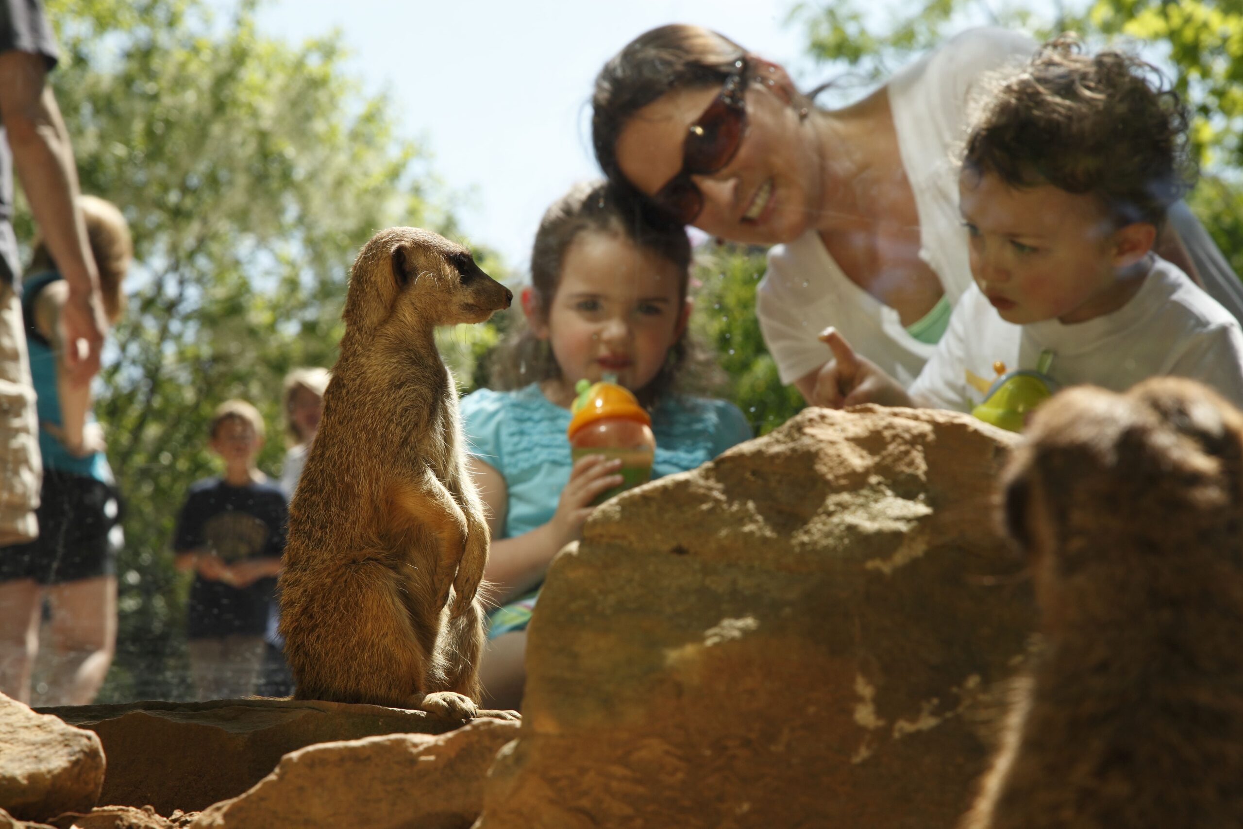family looking at meerkats at Nashville Zoo