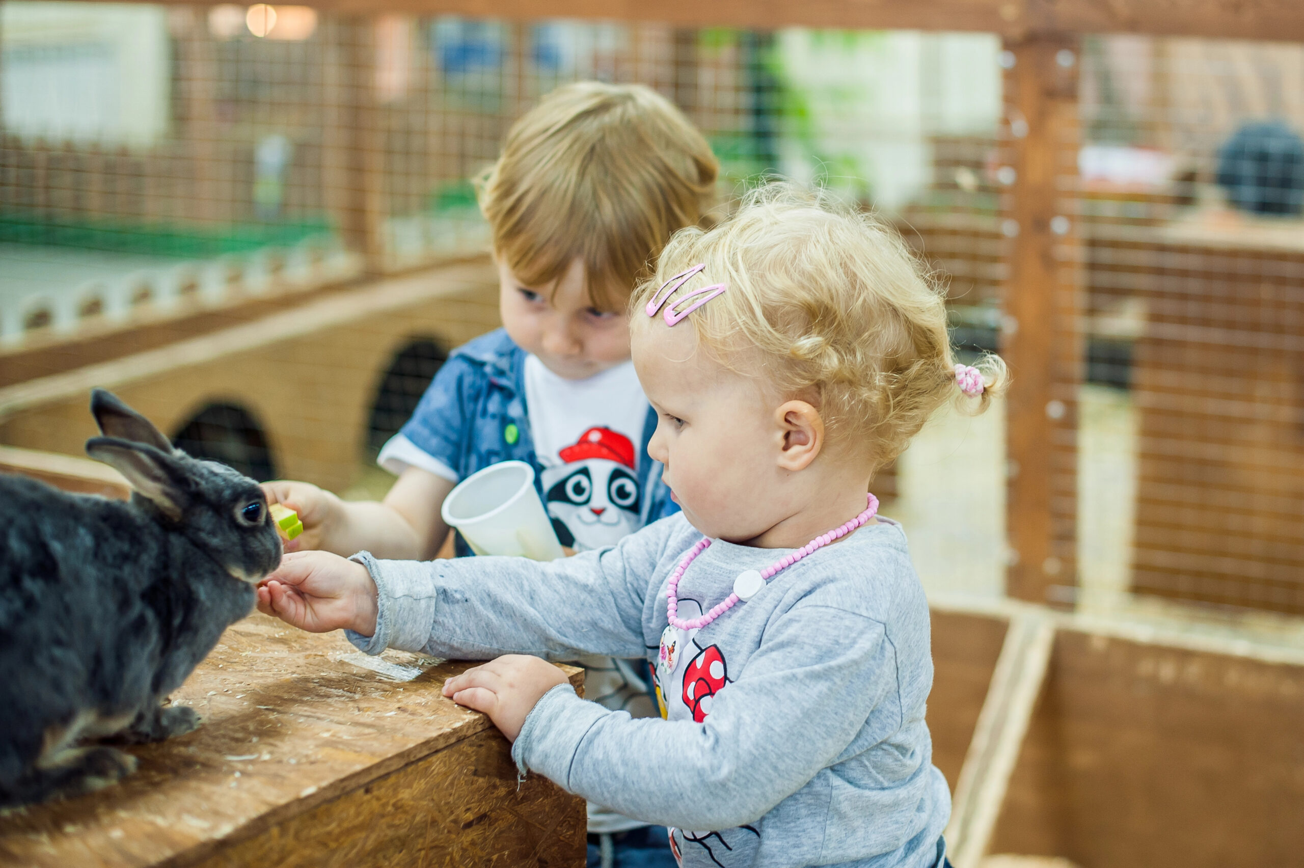 children feeding bunny rabbit on a farm